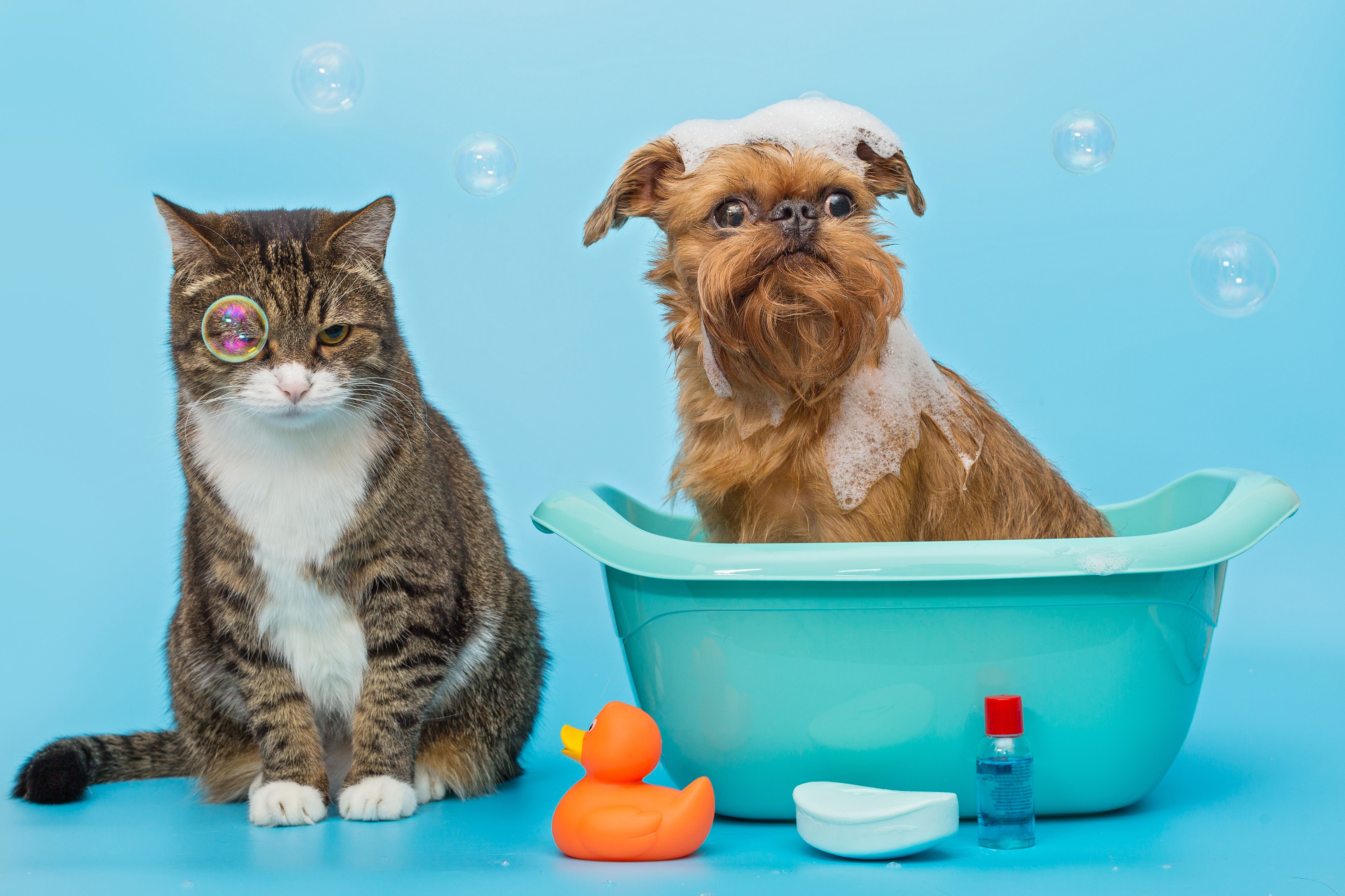 Pet Play Lages